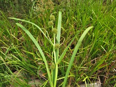 Sparganium androcladum