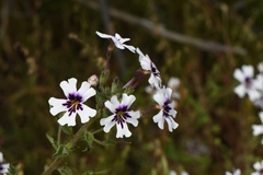 Jamesbrittenia racemosa