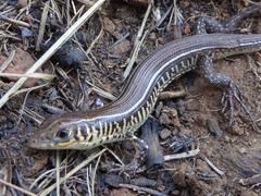 Gerrhosaurus flavigularis