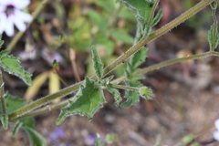 Jamesbrittenia racemosa