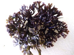 Ahnfeltiopsis devoniensis