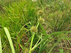 Sparganium androcladum
