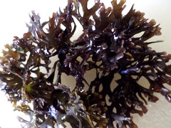 Ahnfeltiopsis devoniensis