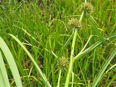 Sparganium androcladum