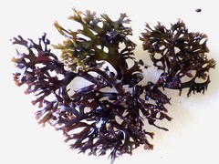 Ahnfeltiopsis devoniensis