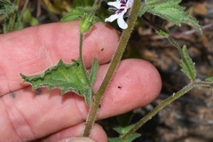 Jamesbrittenia racemosa