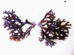 Ahnfeltiopsis devoniensis