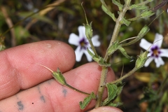 Jamesbrittenia racemosa