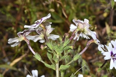 Jamesbrittenia racemosa