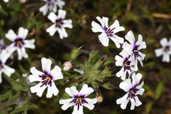 Jamesbrittenia racemosa