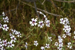 Jamesbrittenia racemosa