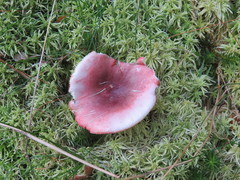 Russula aquosa