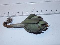 Adromischus caryophyllaceus