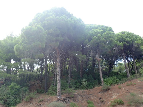 Pinija (Pinus pinea)