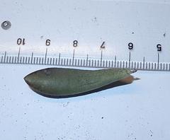 Adromischus caryophyllaceus