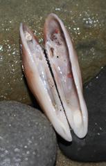Barbatia obliquata
