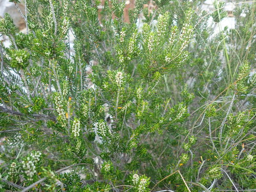 vresovec (Erica)