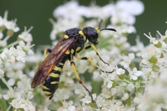 Tenthredo marginella