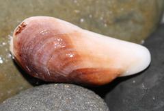 Barbatia obliquata