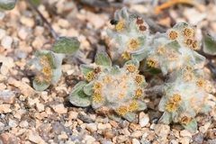 Helichrysum leontonyx