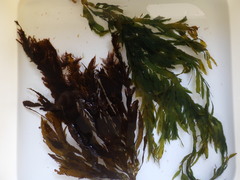 Desmarestia ligulata