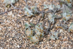 Helichrysum leontonyx