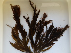 Desmarestia ligulata