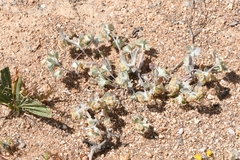 Helichrysum leontonyx