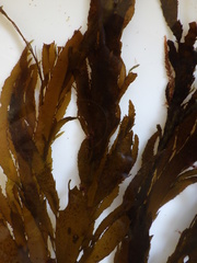 Desmarestia ligulata