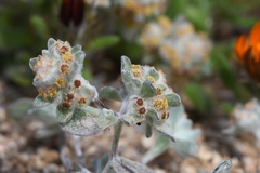 Helichrysum leontonyx