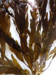 Desmarestia ligulata