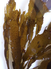 Desmarestia ligulata