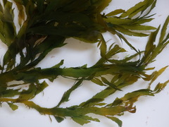 Desmarestia ligulata