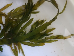 Desmarestia ligulata