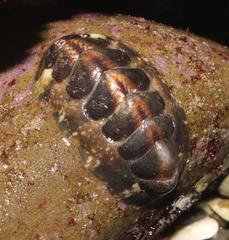 Onithochiton literatus