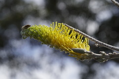 Grevillea eriostachya