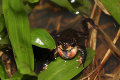 Melanophryniscus simplex