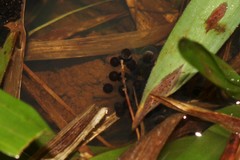 Melanophryniscus simplex