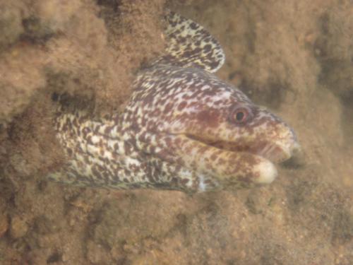 Gymnothorax elaineheemstrae