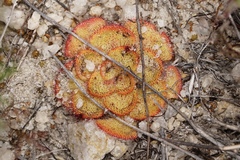 Drosera zonaria
