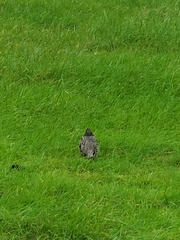 Sturnus vulgaris