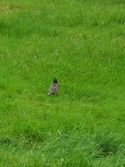 Sturnus vulgaris