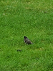 Sturnus vulgaris