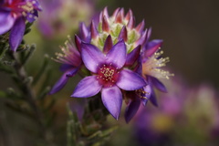 Calytrix violacea