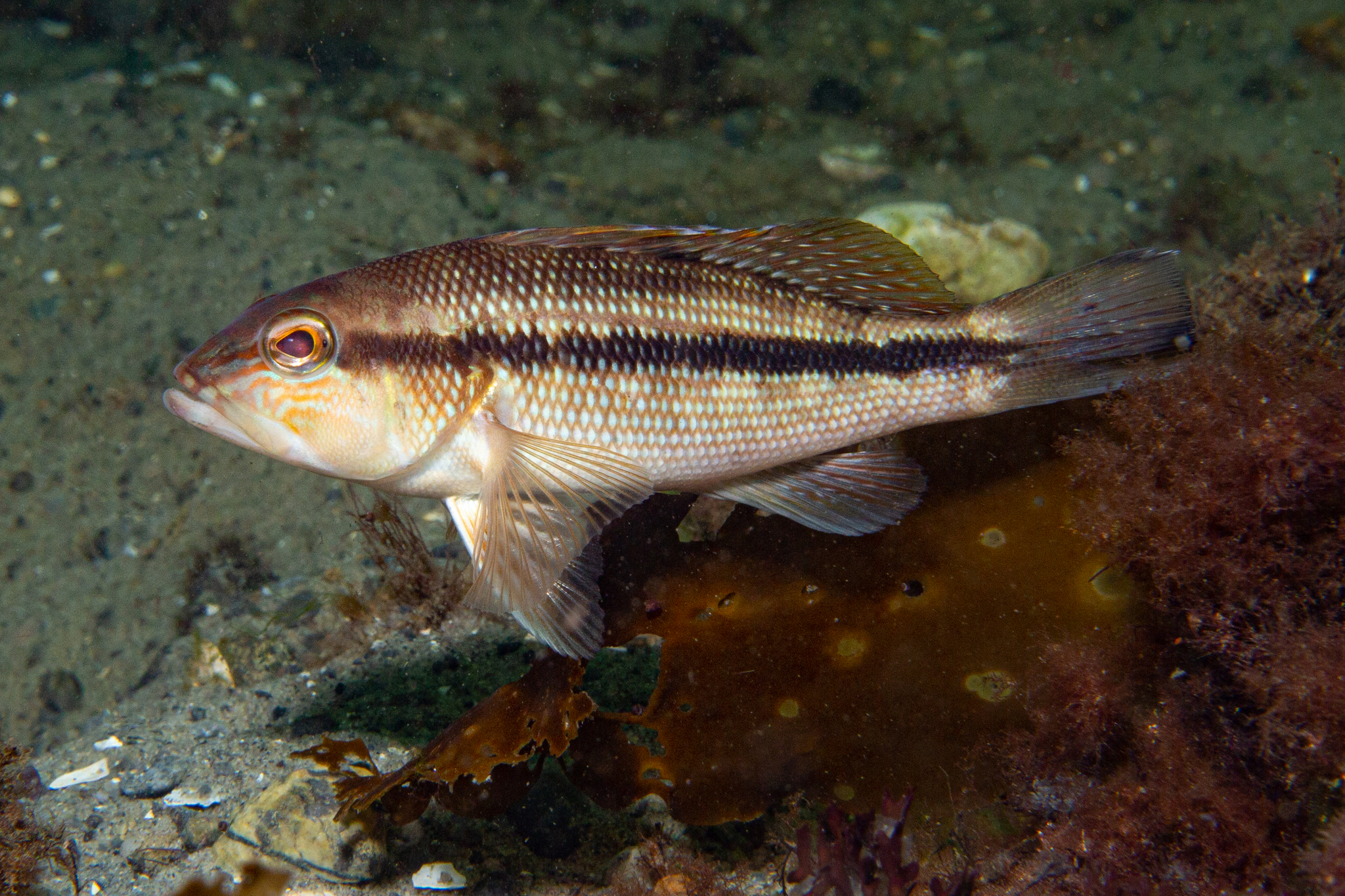 juvenile black sea bass