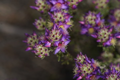 Calytrix violacea