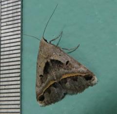 Acantholipes trimeni