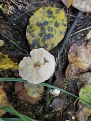 Lactarius scoticus