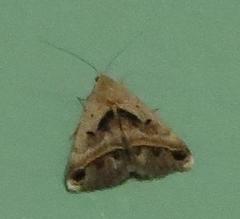 Acantholipes trimeni