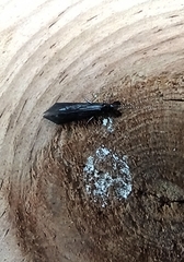 Mystacides azureus